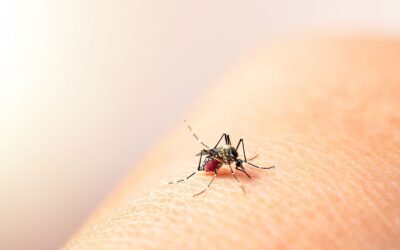 ¿Qué es la enfermedad del dengue?: conocé todo sobre sus síntomas, tratamiento y prevención
