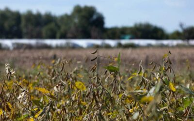 Sector agroexportador argentino registra aumento del 36% en ingresos de enero, alcanzando USD 2.073 millones