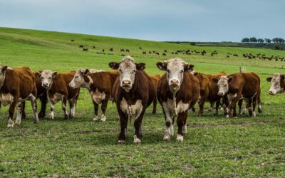 Nueva medida gubernamental permite exportación de ganado vacuno en pie