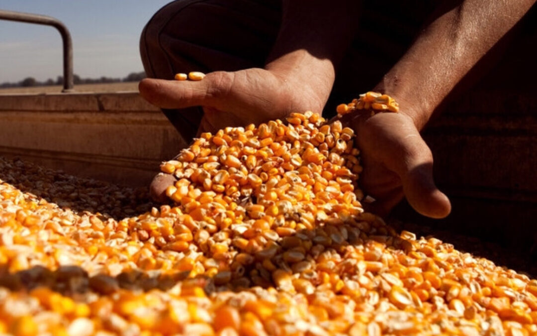Retenciones al agro: suben soja y maíz pero mantienen alivio para trigo y cebada